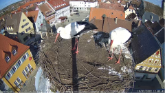 2022_02_19_12_04_24_Storchencam_Storchennest_Hoechstadt.de_Mozilla_Firefox.png