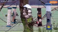 2022_02_21_16_39_25_LIVE_Tree_Bird_Feeder_Cam_Recke_Germany_YouTube_Mozilla_Firefox.png