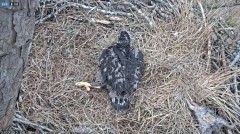 2022-02-22 21_18_00-Berry College Eagle Cam 2022 – Kinza.jpg