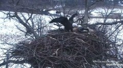2022-03-02 21_49_09-Decorah Eagles - North Nest powered by EXPLORE.org - YouTube – Kinza.jpg