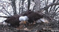 2022-03-02 21_49_16-Decorah Eagles - North Nest powered by EXPLORE.org - YouTube – Kinza.jpg