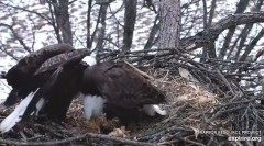 2022-03-02 21_49_37-Decorah Eagles - North Nest powered by EXPLORE.org - YouTube – Kinza.jpg