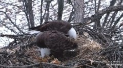 2022-03-02 21_49_46-Decorah Eagles - North Nest powered by EXPLORE.org - YouTube – Kinza.jpg
