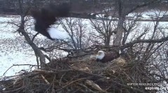 2022-03-02 21_50_35-Decorah Eagles - North Nest powered by EXPLORE.org - YouTube – Kinza.jpg