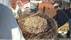 2022_03_04_10_31_34_Storchencam_Storchennest_Hoechstadt.de_Mozilla_Firefox.png