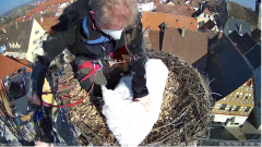 2022_03_04_10_33_14_Storchencam_Storchennest_Hoechstadt.de_Mozilla_Firefox.png