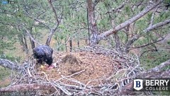 2022-03-07 22_38_02-Berry College Eagle Cam 2022 – Kinza.jpg