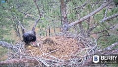 2022-03-07 22_38_22-Berry College Eagle Cam 2022 – Kinza.jpg