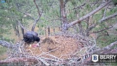 2022-03-07 22_38_43-Berry College Eagle Cam 2022 – Kinza.jpg