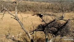 2022-03-15 21_55_36-Decorah Eagles - North Nest powered by EXPLORE.org - YouTube – Kinza.jpg