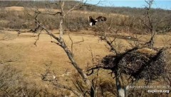 2022-03-15 21_58_03-Decorah Eagles - North Nest powered by EXPLORE.org - YouTube – Kinza.jpg