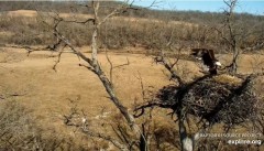 2022-03-15 21_58_04-Decorah Eagles - North Nest powered by EXPLORE.org - YouTube – Kinza.jpg