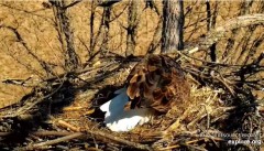 2022-03-15 21_58_13-Decorah Eagles - North Nest powered by EXPLORE.org - YouTube – Kinza.jpg