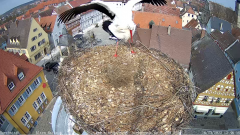 2022_03_16_12_48_26_Storchencam_Storchennest_Hoechstadt.de_Mozilla_Firefox.png