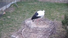 2022-03-19 17_50_30-BirdMania - WebCam-1 - YouTube – Kinza.jpg