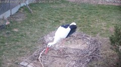 2022-03-19 17_50_58-BirdMania - WebCam-1 - YouTube – Kinza.jpg