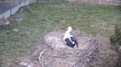 2022-03-19 17_51_12-BirdMania - WebCam-1 - YouTube – Kinza.jpg