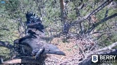 2022-03-20 22_22_20-Berry College Eagle Cam 2022 – Kinza.jpg