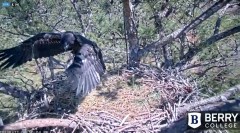 2022-03-20 22_22_16-Berry College Eagle Cam 2022 – Kinza.jpg