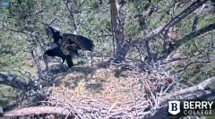 2022-03-20 22_22_10-Berry College Eagle Cam 2022 – Kinza.jpg