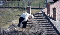 2022-03-24 12_13_13-Gólya kamera _ Röszkei Sporthorgász és Természetvédő Egyesület – Kinza.jpg