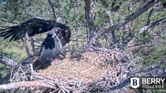 2022-03-24 21_58_10-Berry College Eagle Cam 2022 – Kinza.jpg