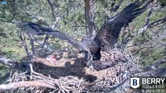 2022-03-24 21_58_07-Berry College Eagle Cam 2022 – Kinza.jpg