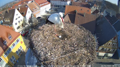 2022_03_26_08_21_48_Storchencam_Storchennest_Hoechstadt.de_Mozilla_Firefox.png