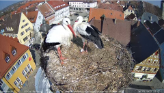 2022_03_26_10_47_16_Storchencam_Storchennest_Hoechstadt.de_Mozilla_Firefox.png