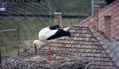 2022-03-27 09_01_02-Gólya kamera _ Röszkei Sporthorgász és Természetvédő Egyesület – Kinza.jpg