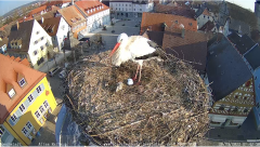 2022_03_28_08_42_30_Storchencam_Storchennest_Hoechstadt.de_Mozilla_Firefox.png