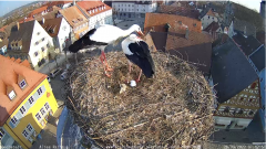 2022_03_28_08_42_49_Storchencam_Storchennest_Hoechstadt.de_Mozilla_Firefox.png