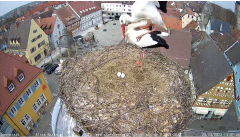 2022_03_29_14_59_15_Storchencam_Storchennest_Hoechstadt.de_Mozilla_Firefox.png