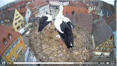 2022_03_30_08_20_42_Storchencam_Storchennest_Hoechstadt.de_Mozilla_Firefox.png