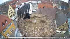 2022_03_30_08_21_01_Storchencam_Storchennest_Hoechstadt.de_Mozilla_Firefox.png