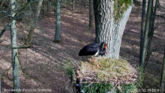 2022_03_30_14_58_01_Bocian_czarny_Online_Puszcza_Notecka_Black_stork_Online_Notecka_Forest_YouTu.png