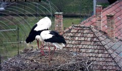 2022-03-31 13_59_38-Gólya kamera _ Röszkei Sporthorgász és Természetvédő Egyesület – Kinza.jpg