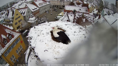 2022_04_02_11_39_27_Storchencam_Storchennest_Hoechstadt.de_Mozilla_Firefox.png