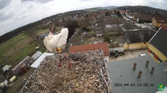 2022_04_03_15_18_59_LIVE_Nest_Cam_White_Storks_Ságvár_Hungary_YouTube_Mozilla_Firefox.png