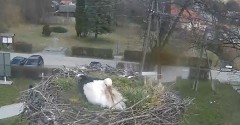 2022-04-04 14_26_03-Gniazdo bociana Tyrawa Wołoska - kamera na żywo WebCamera.pl – Kinza.jpg