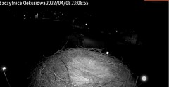 2022-04-08 23_07_59-Gniazdo bociana Klekusiowo kamera na żywo WebCamera.pl oglądaj – Kinza.jpg