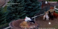 2022-04-09 10_35_17-Gniazdo bociana Klekusiowo kamera bociany WebCamera.pl oglądaj – Kinza.jpg