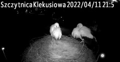 2022-04-11 21_58_32-Gniazdo bociana Klekusiowo kamera na żywo WebCamera.pl oglądaj – Kinza.jpg