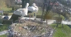 2022-04-12 10_09_10-Gniazdo bociana Tyrawa Wołoska - kamera na żywo WebCamera.pl – Kinza.jpg