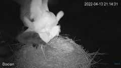 2022-04-13 21_15_00-#Bociany na żywo - #kamera na #gniazdo pod Zambrowem #WhiteStork #nest #livecam .jpg