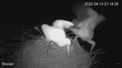 2022-04-13 21_15_08-#Bociany na żywo - #kamera na #gniazdo pod Zambrowem #WhiteStork #nest #livecam .jpg