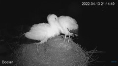 2022-04-13 21_15_18-#Bociany na żywo - #kamera na #gniazdo pod Zambrowem #WhiteStork #nest #livecam .jpg