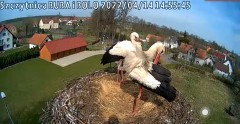 2022-04-14 14_55_08-Gniazdo bociana Klekusiowo kamera na żywo WebCamera.pl oglądaj – Kinza.jpg