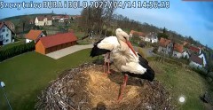 2022-04-14 14_55_52-Gniazdo bociana Klekusiowo kamera na żywo WebCamera.pl oglądaj – Kinza.jpg