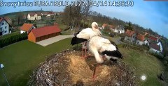 2022-04-14 14_55_54-Gniazdo bociana Klekusiowo kamera na żywo WebCamera.pl oglądaj – Kinza.jpg
